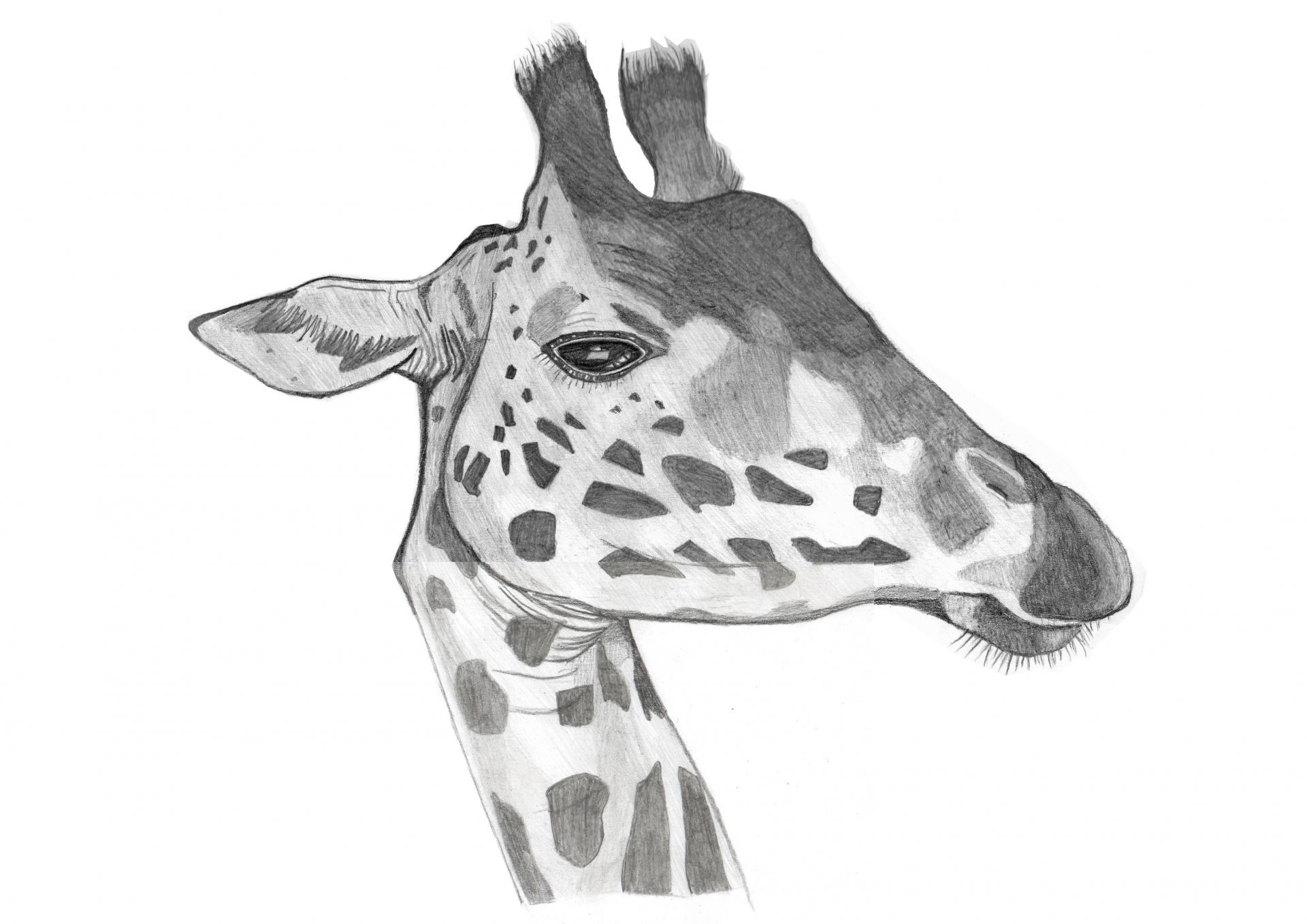 Girafe killian modifie 1